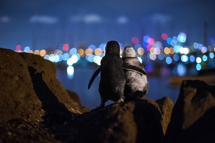 La photo de deux pingouins veufs reçoit un prestigieux prix